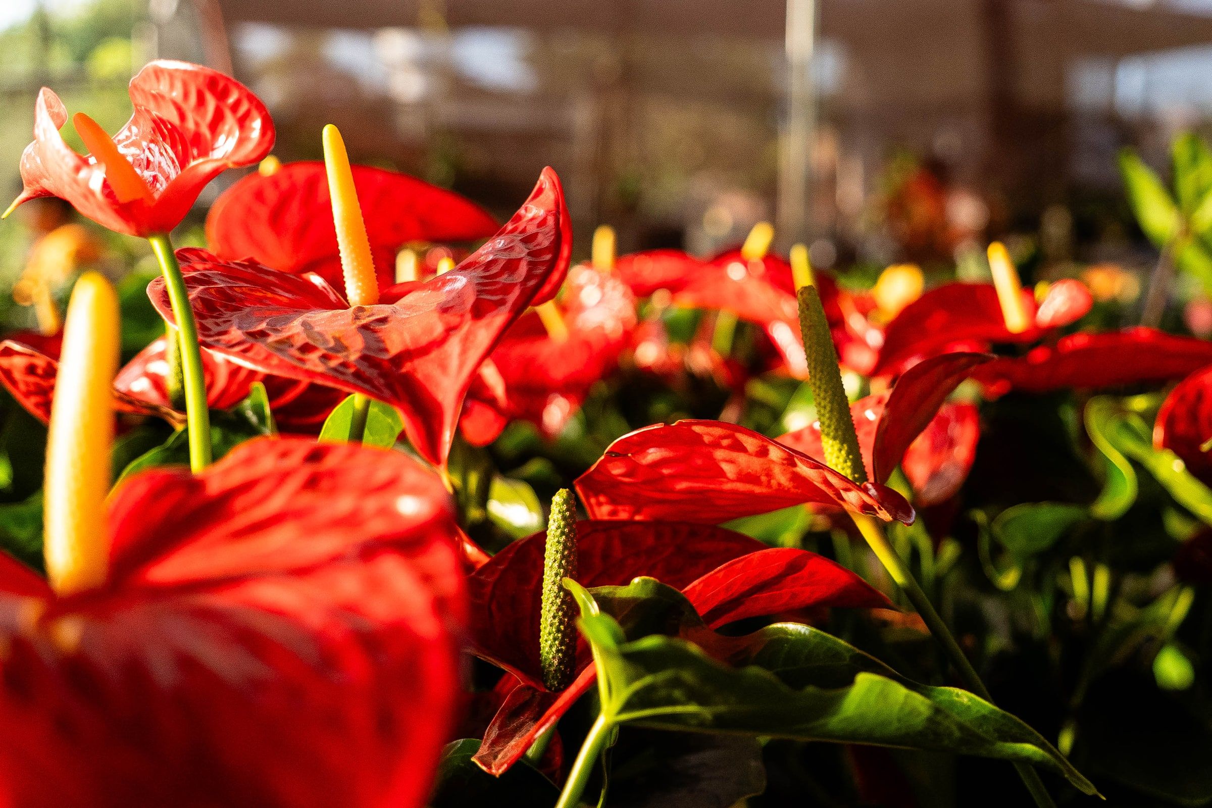 Red anthurium flowers in a greenhouse