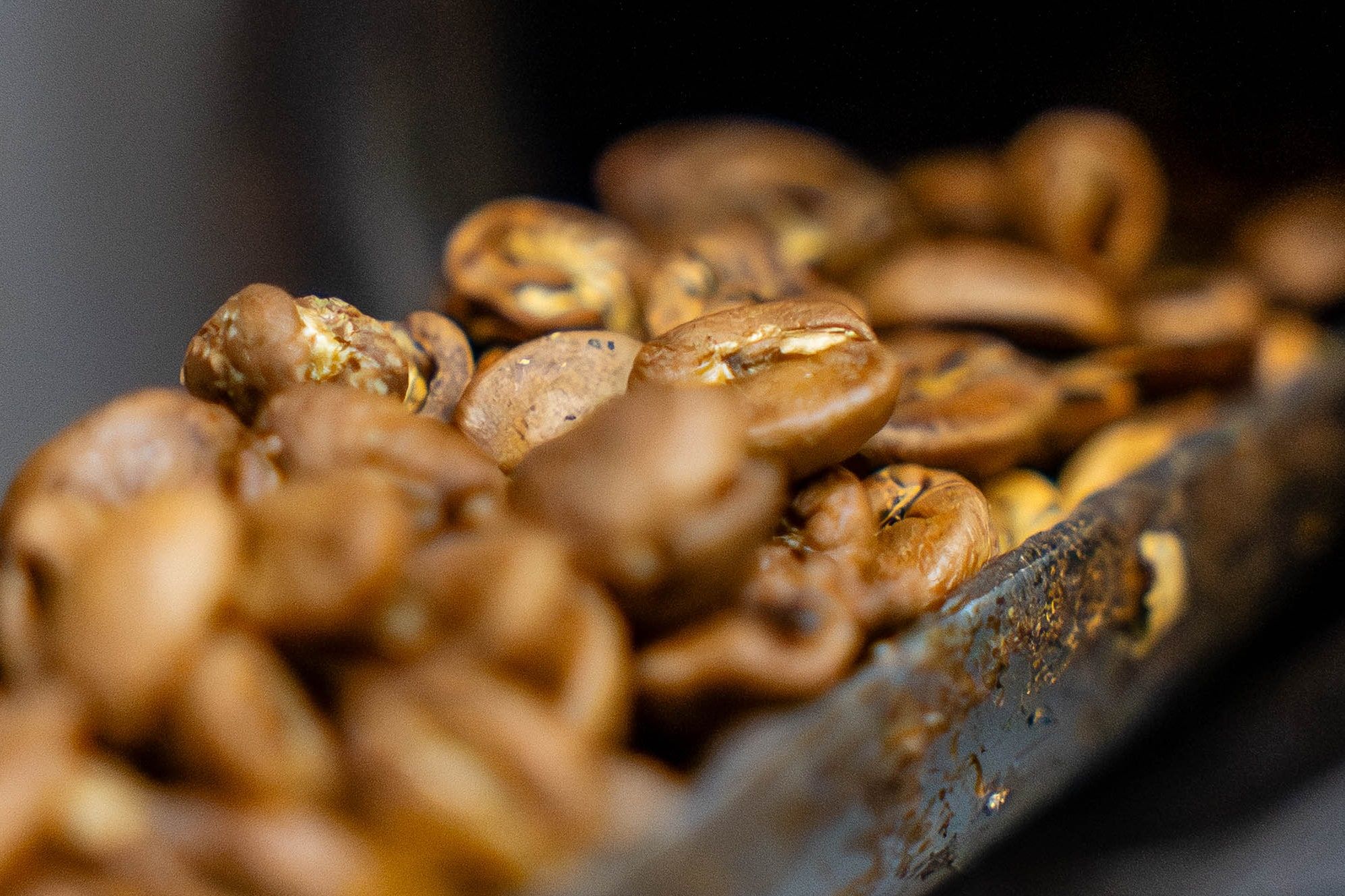 Roasted coffee beans sliding out of a roaster tray